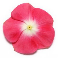 Pacifica XP Cherry Red Halo Vinca